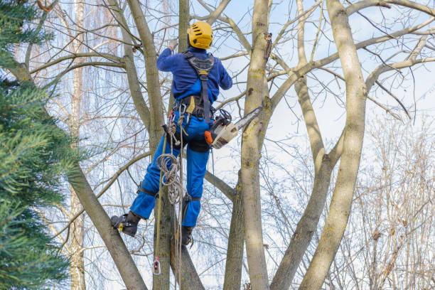 Best Fruit Tree Pruning  in Nicholson, GA