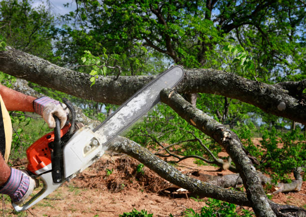 Best Tree Preservation Services  in Nicholson, GA